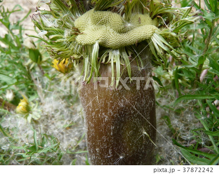 たんぽぽの王様終焉（帯化タンポポ） 37872242