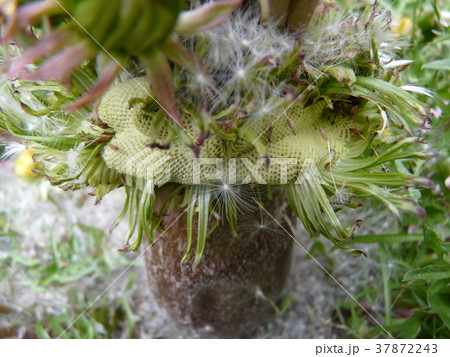 たんぽぽの王様終焉（帯化タンポポ） 37872243