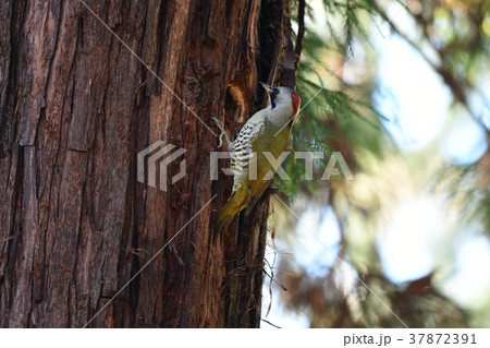 巣作り中のアオゲラ雌 巣作り中のアオゲラ雌 37872391