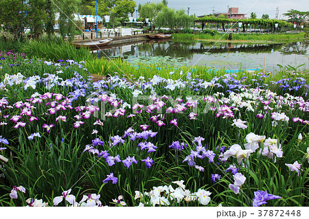 香取市佐原水郷のアヤメ 香取市佐原水郷のアヤメ 37872448