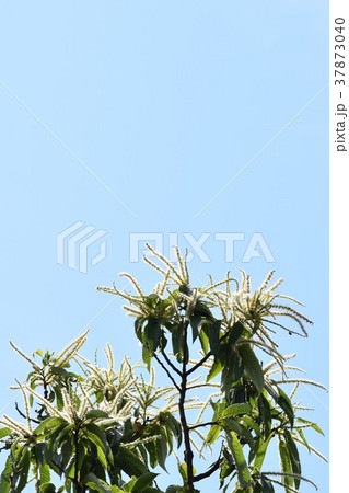 栗の花 栗の木 白い花 栗 栗の花 栗の木 白い花 栗 37873040