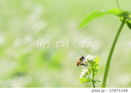 そばの花とミツバチ ソバの花 そばの花 ミツバチ 自然 みつばち 蜂蜜 昆虫 白い花 そばの花とミツバチ ソバの花 そばの花 ミツバチ 自然 みつばち 蜂蜜 昆虫 白い花 37873198