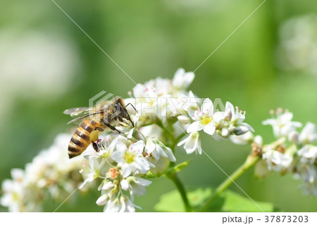 そばの花とミツバチ　ソバの花　そばの花　ミツバチ　自然　みつばち　蜂蜜　昆虫　白い花 37873203