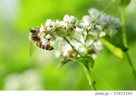 そばの花とミツバチ ソバの花 そばの花 ミツバチ 高尾野町 出水市 鹿児島県 そばの花とミツバチ ソバの花 そばの花 ミツバチ 高尾野町 出水市 鹿児島県 37873293