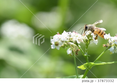 そばの花とミツバチ ソバの花 そばの花 ミツバチ 高尾野町 出水市 鹿児島県 そばの花とミツバチ ソバの花 そばの花 ミツバチ 高尾野町 出水市 鹿児島県 37873332