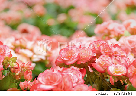 Spring scenes of red and pink begonia flower 37873363