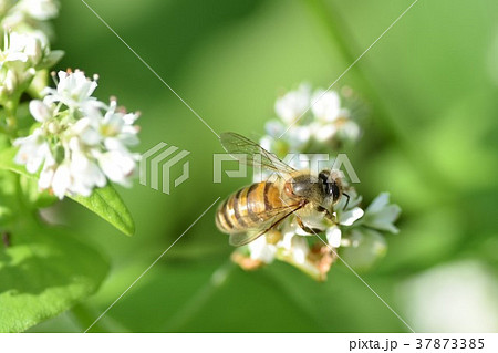 そばの花とミツバチ　ソバの花　そばの花　　高尾野町　出水市　鹿児島県 37873385