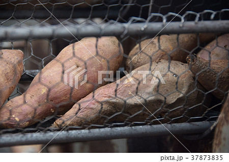 焼き芋 焼いも機 やきいも 焼き芋 焼いも機 やきいも 37873835