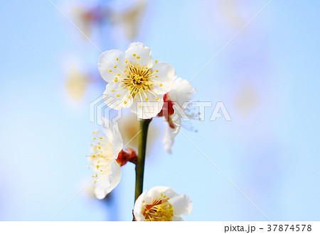 春の梅の花・青空背景・早春の風物詩 和歌山南部梅林 Plum blossom Close up 2 春の梅の花・青空背景・早春の風物詩 和歌山南部梅林 Plum blossom Close up 2 37874578