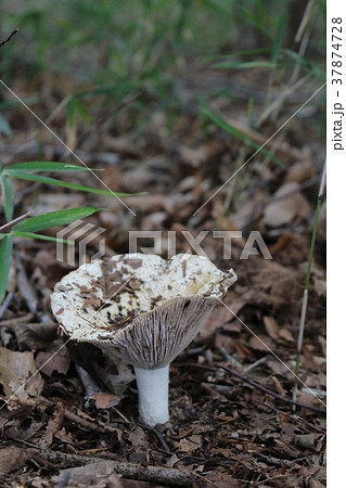 キノコ（アイバシロハツ） 37874728