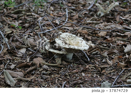 キノコ（アイバシロハツ） 37874729
