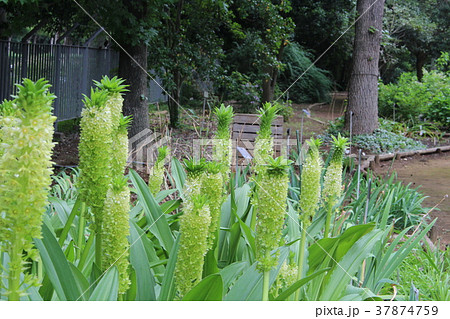 パイナップルリリー 37874759