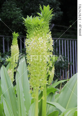 パイナップルリリー 37874761
