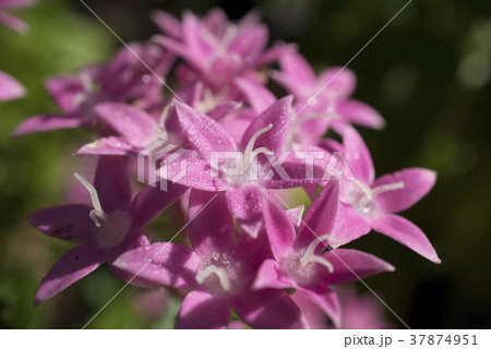 小さな花 ペンタス 小さな花 ペンタス 37874951