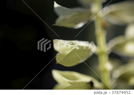 小さな植物　園芸イメージ　黒バック 37874952