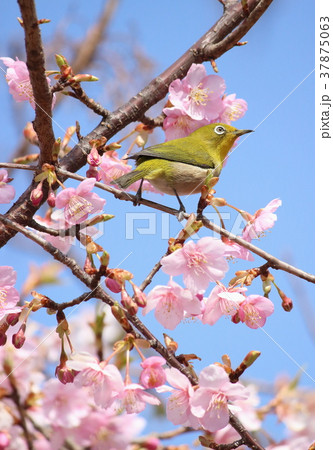 メジロと河津桜 37875063