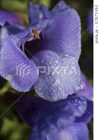 トレニア　紫 37875362