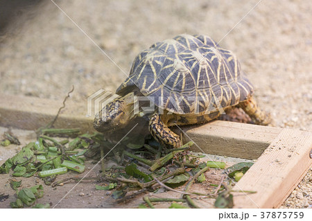 ホウシャガメ 37875759