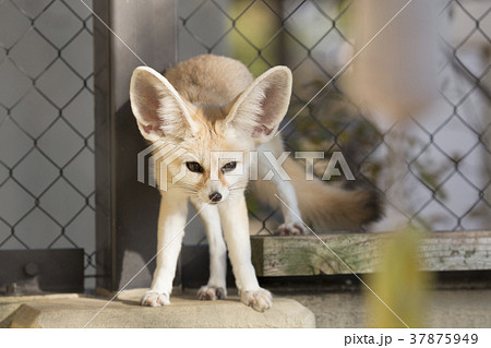 フェネック 37875949