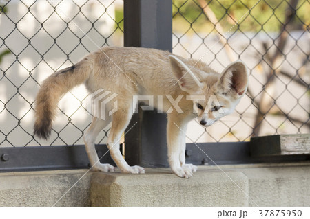 フェネック 37875950