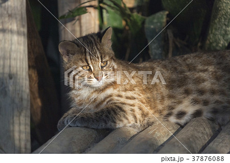 ツシマヤマネコ ツシマヤマネコ 37876088