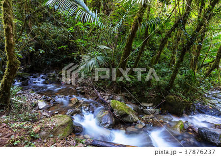 Creek in jungle 37876237