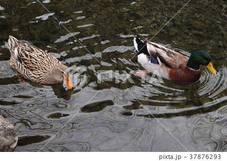 池のカモ 池のカモ 37876293