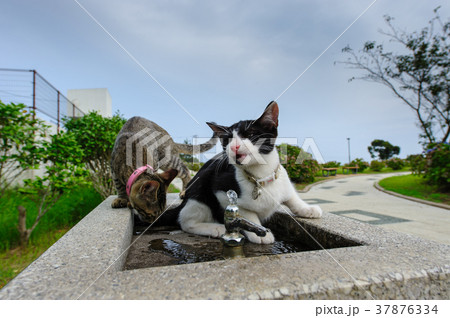 水飲み場の子猫たち 水飲み場の子猫たち 37876334