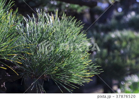 松　松葉 37876520