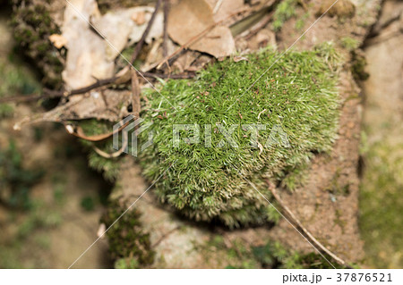 アラハシラガゴケ 37876521