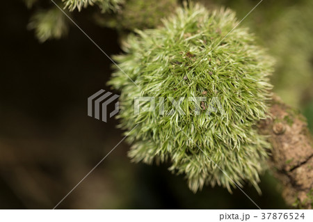 アラハシラガゴケ 37876524