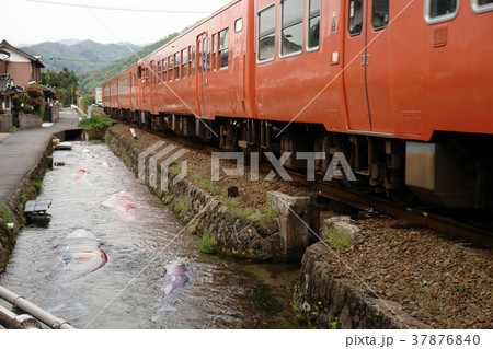 鯉幟が泳ぐ川 瀬戸川 鯉幟が泳ぐ川 瀬戸川 37876840