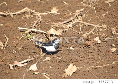 ハクセキレイ（白鶺鴒） 37877131
