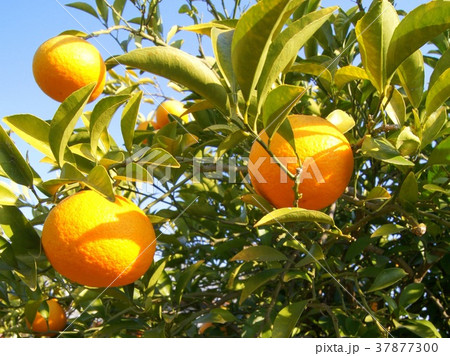 静岡特産のスルガエレガント(甘夏) 静岡特産のスルガエレガント(甘夏) 37877300