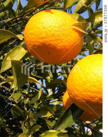 静岡特産のスルガエレガント（甘夏） 37877306