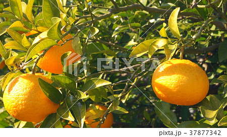 16：9　静岡特産のスルガエレガント（甘夏） 37877342