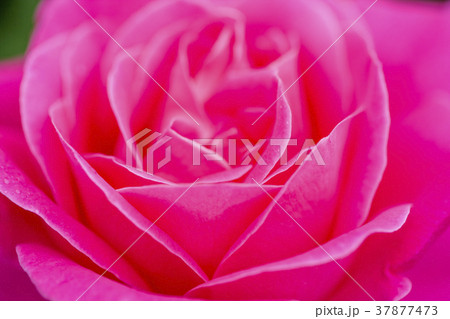 バラの花 バラの花 37877473