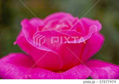 バラの花 37877474