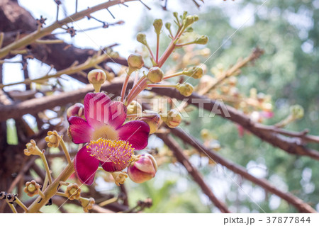 sala flower at garden tree 37877844