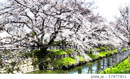 桜 さくら サクラ 37877851