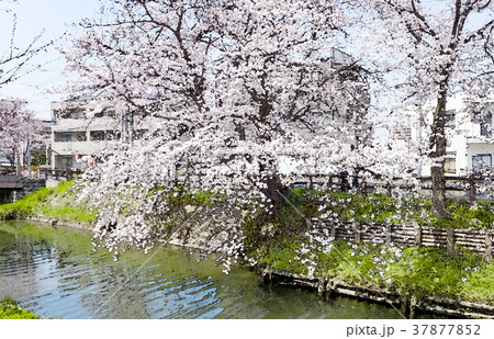 桜 さくら サクラ 37877852