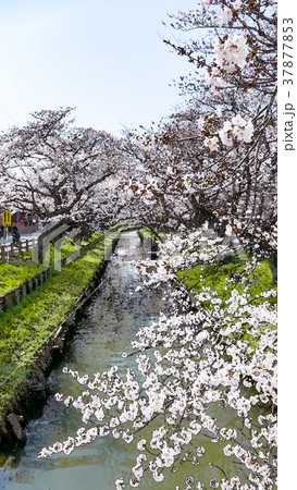 桜 さくら サクラ 37877853