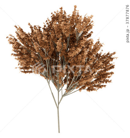 red maple tree isolated on white background 37877876