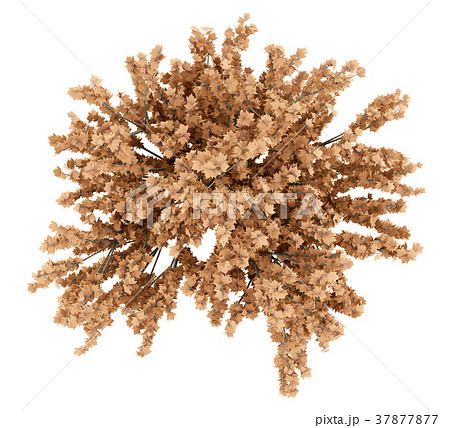 top view of red maple tree isolated on white  37877877