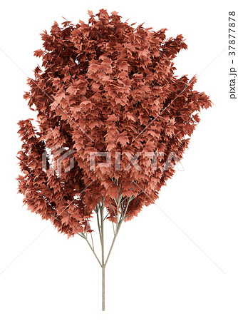 red maple tree isolated on white background red maple tree isolated on white background 37877878