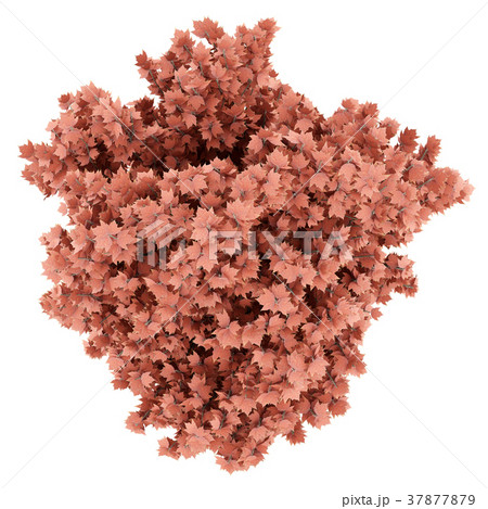 top view of red maple tree isolated on white  37877879