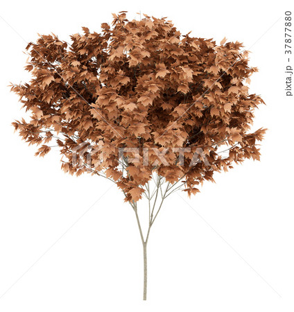 red maple tree isolated on white background 37877880