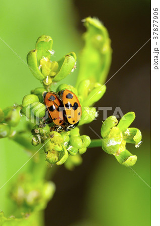 Orange ladybug couple near Pune 37877906