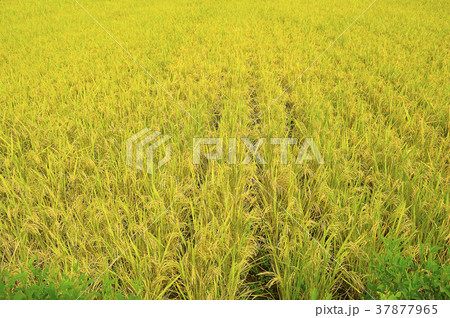 Rice field near Velha, Pune 37877965