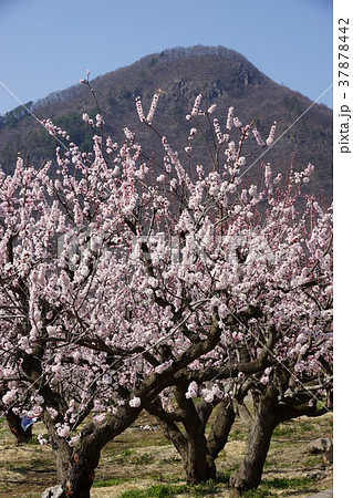あんずの花 37878442
